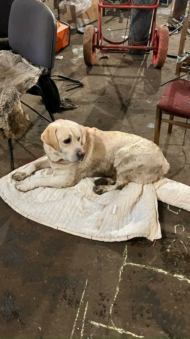 Чья потеряшка?? Кузнечиха.
Прибежал утром. Видно, что мо...