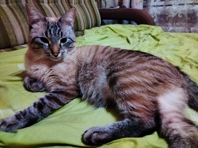 Кот Арбуз 🐈🍉