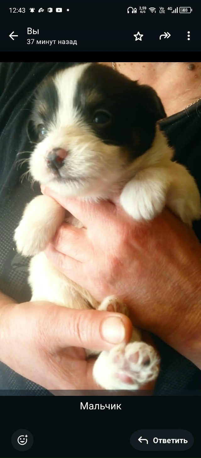 Очаровательные щенки ждут своих новых мам и пап ! Будут...