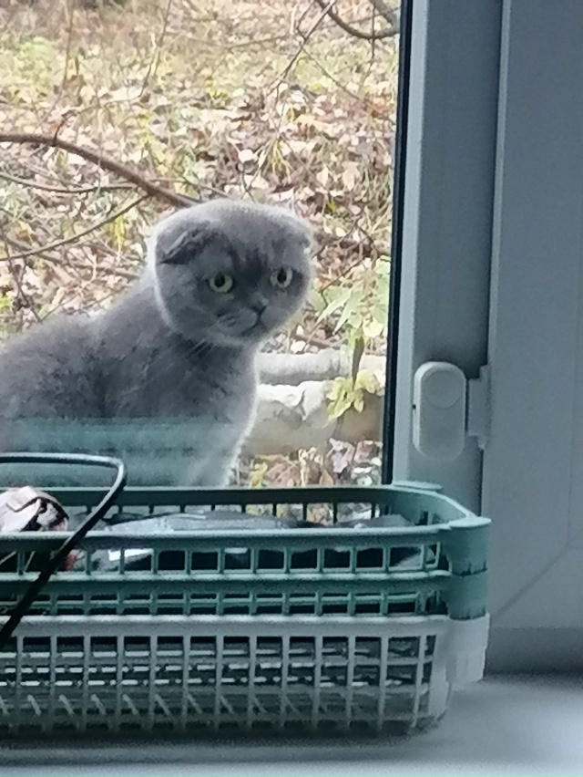 Доброго дня, пожалуйста найдитесь хозяева, котик или к?...