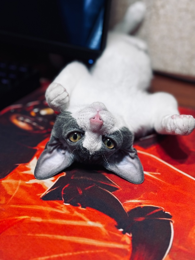 Малыш Сеня ❤️🐈‍⬛