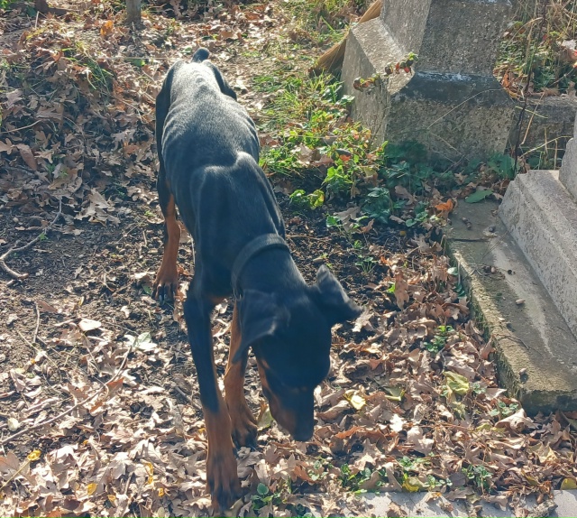 Чей пёсель на кладбище на Советов?с ошейником, худющий.