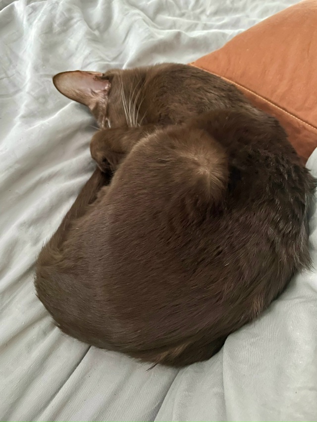 Ищем хозяина кошки. Порода ориентальная. Пока безрезул...