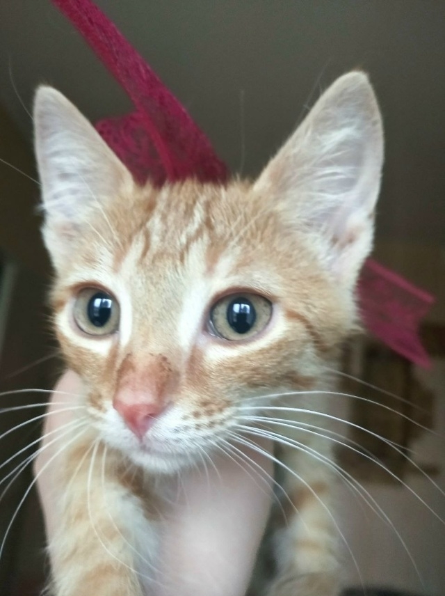 🍑 Котёнок Персик ищет любящих хозяев!
Персику идёт 5 ...