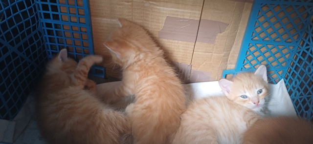 Всем привет! Отдаём котят в хорошие руки , на данный мом...