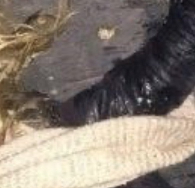 Нахлесталась наповал, теперь отдыхает