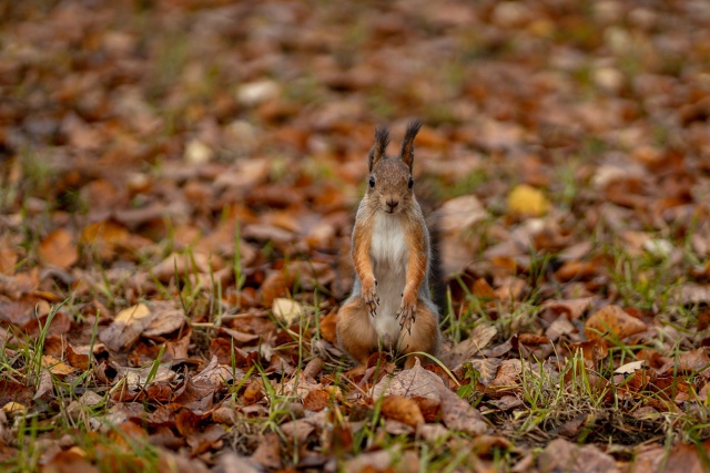Осенние белочки из Раменского парка 🐿