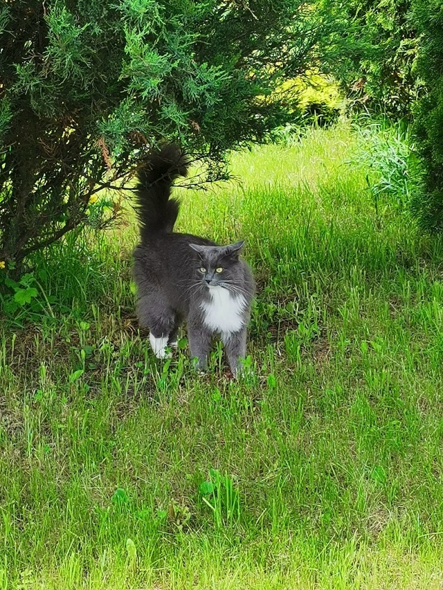 Пропустите, пожалуйста! Потерялся кот, район Никольско...