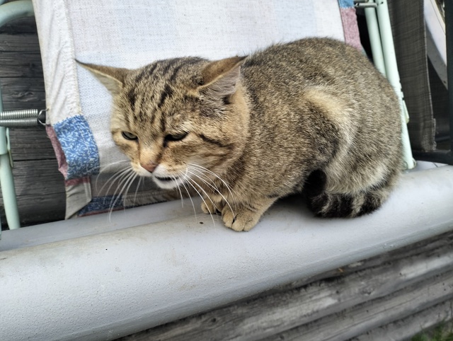 Добрый день. Около Красно белого на Бебеля прибился ко?...