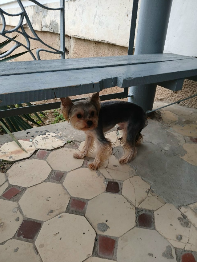 Интернациональная 139-141,1 подъезд сидит испуганный йорк...