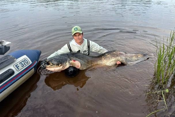 🎣 Двухметрового сома выловил петербуржец в реке Волх?...