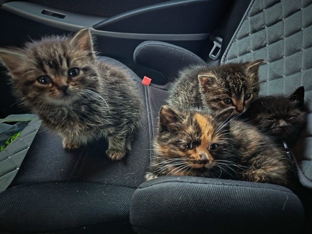 Доброго дня, вывозила мусор а там вот....кто то выкинул- 4...