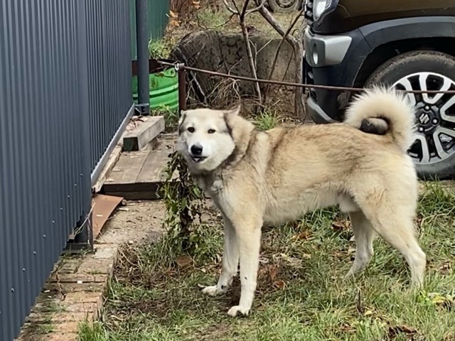 Может кто потерял, лайка красивая (кабель), бегает уже н...