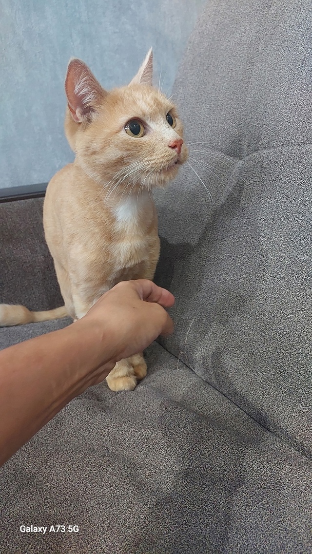 Котёнок кто потерял Шестой Микрорайон двадцать седьмо...