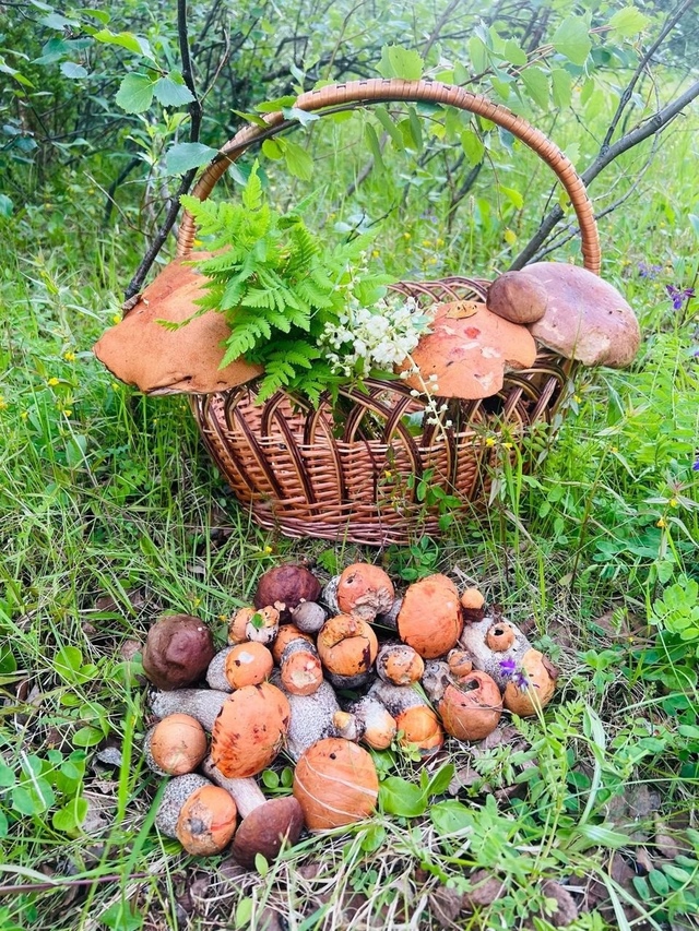 🍄 Мурманчане делятся фотографиями своих богатых гриб...