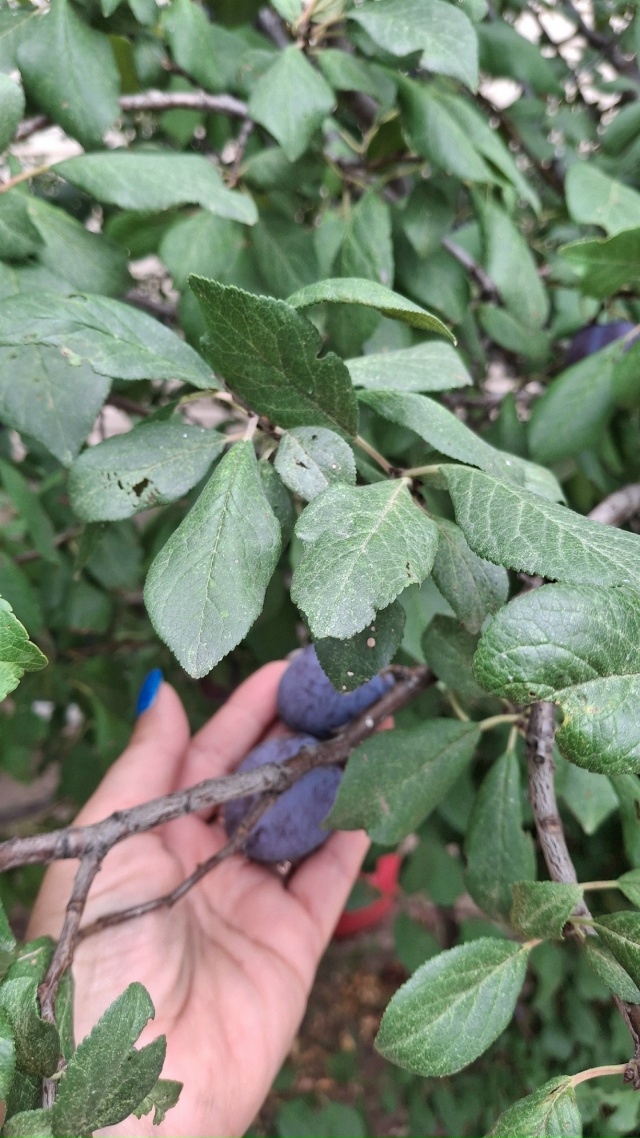 Продам домашнюю сливу. Крупная, сладкая, соберём в ден?...