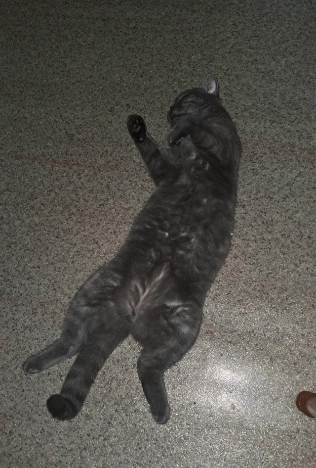 Люся отдыхает, после тяжёлого дня.