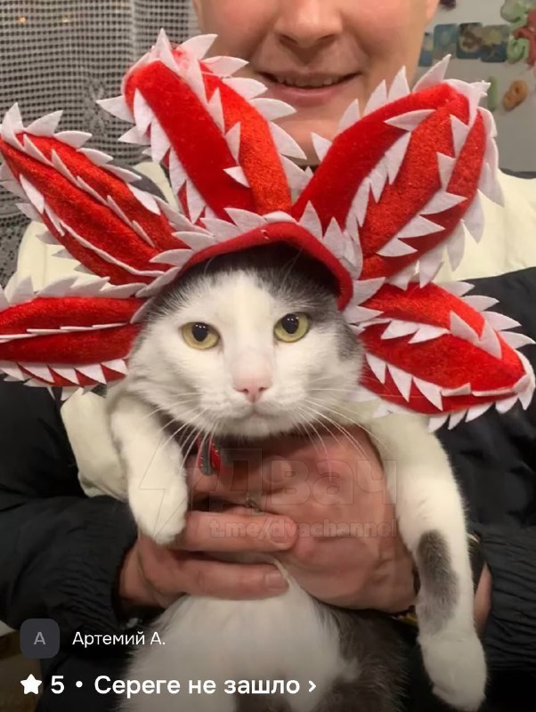 На российских маркетплейсах появилась шапка в виде Демогоргона для домашних питомцев
Теперь шерстян