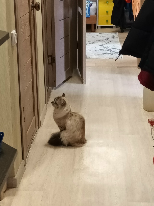 Уважаемые жители, поселка. Вчера вечером потерялся кот...