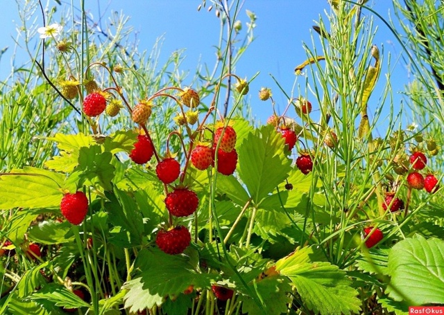 Яркие и сочные краски лета🍉🍓🍒🫐