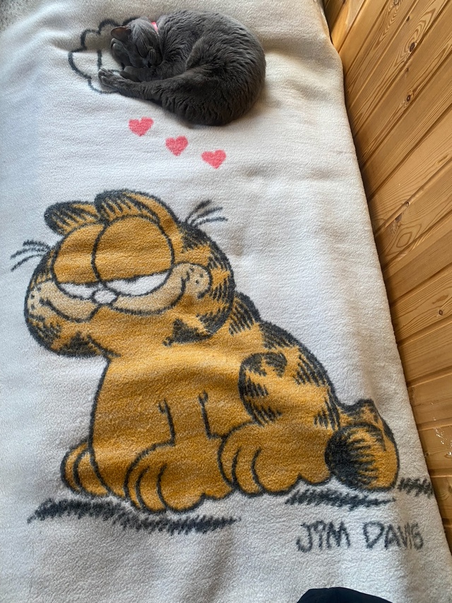 Гарфилд думает о нашей кошечке 😍😍😍