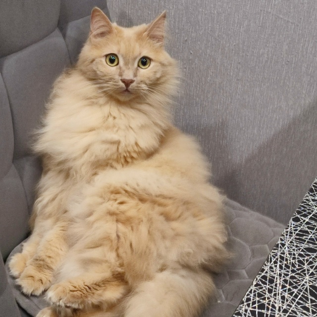 фото на паспорт..