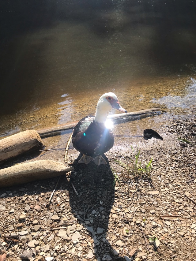 Чей такой? В заливе у снт «Кама». Анон.