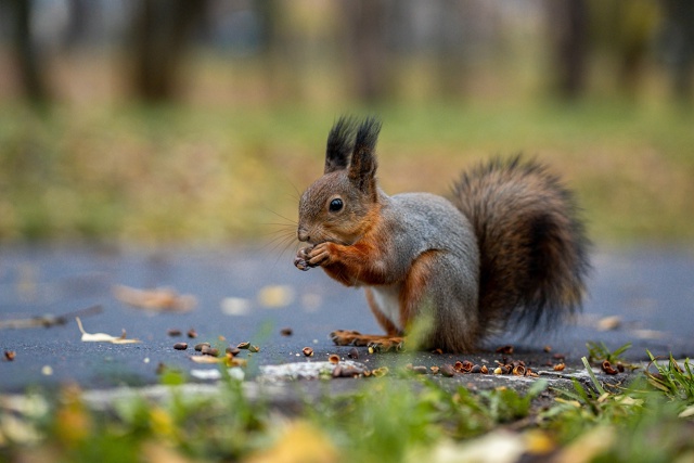 Осенние белочки из Раменского парка 🐿
