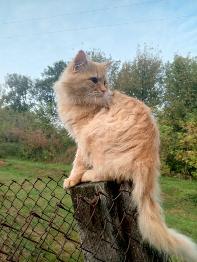 Барсик 💞