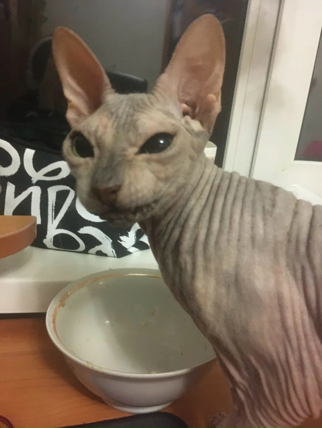 Мишель
эксперт по котлеткам с сыром, огурцам и кабачка?...