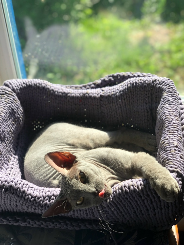 Начес ) кот в шерстяных носочках )