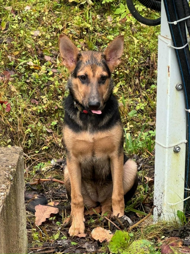 Старая Руза, тер. СНТ Ручеек 2 бегает чья-то собака, похо...