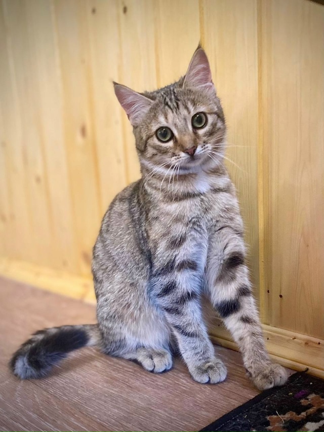 Ушастая девчонка с очень выразительными глазами ищет ?...