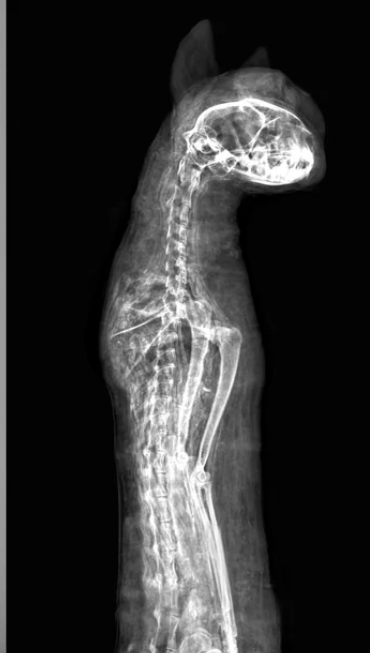 Мумифицированная кошка, завёрнутая в льняную ткань. Ег...