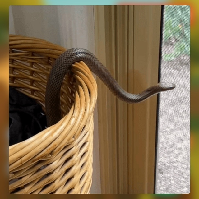 Безумные приколы
В Австралии даже самые рутинные дома?...