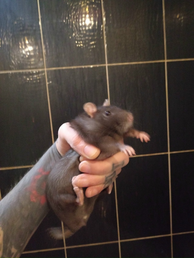 В связи с обстоятельствами вынужден отдать 4х крыс. Все...