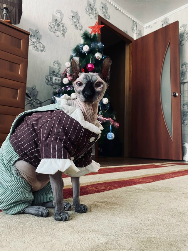 Знакомьтесь: Канадский эльф-Эля и Донская подружка- Пи?...