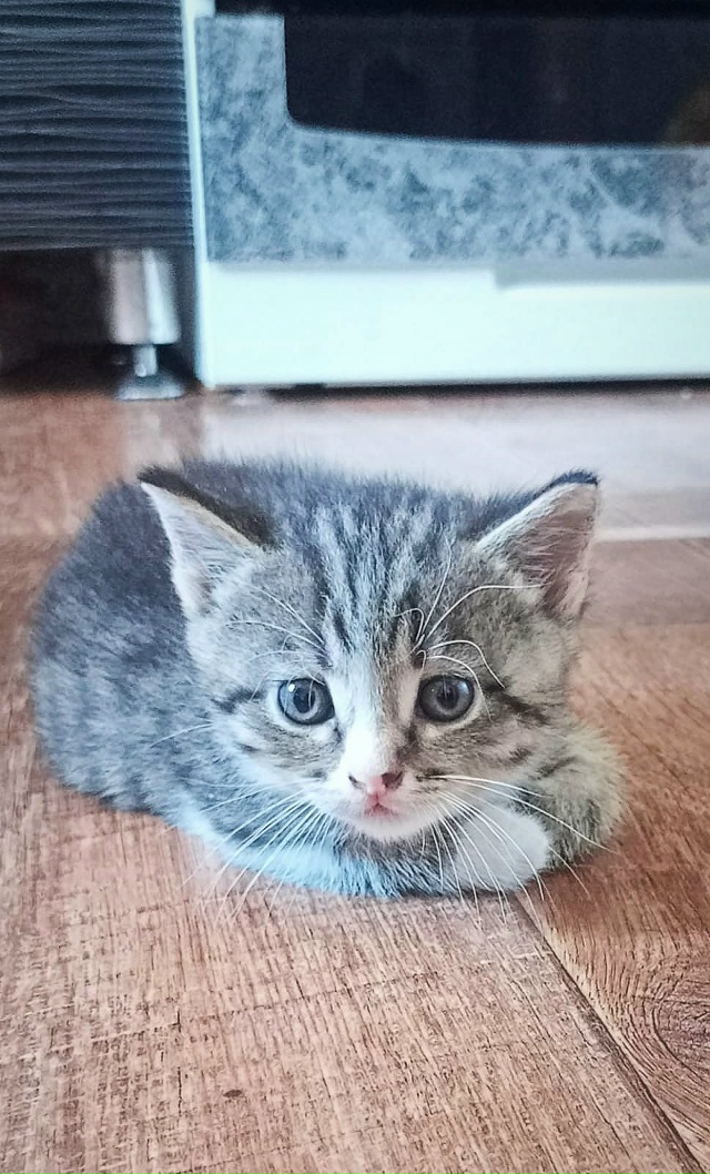 Отдам кошечку в добрые руки✨
К лотку приучена, кушает ?...