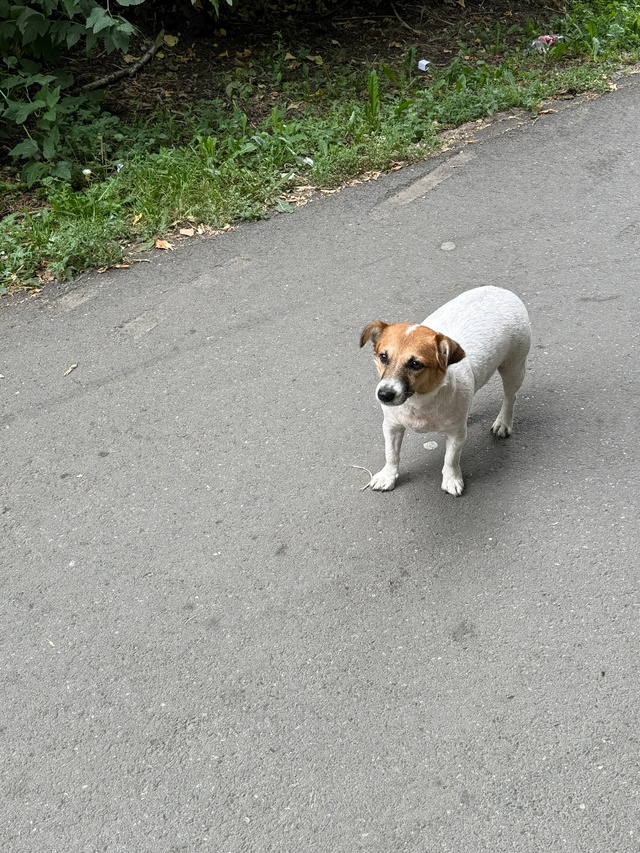 Потерялась собачка, к людям не подходит. Возможно выки?...