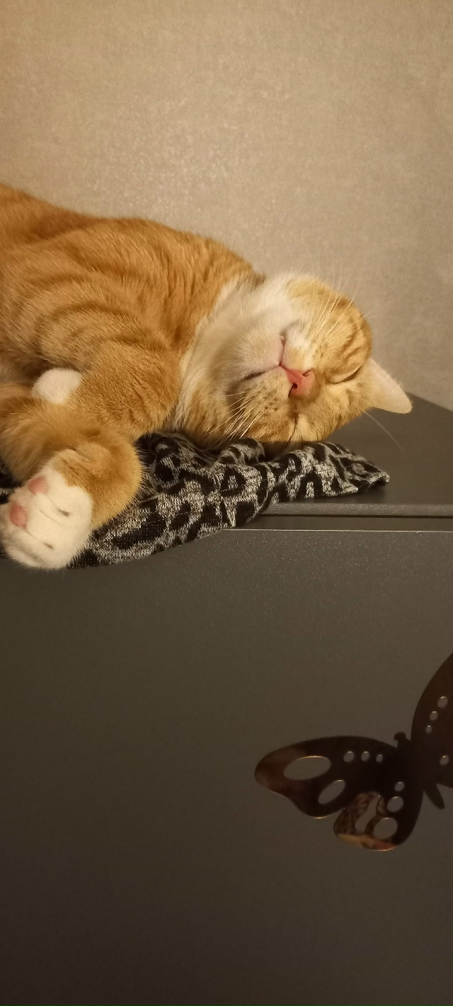 Жульен и Шанель отлыхают после 3 завтрака, потому что н...