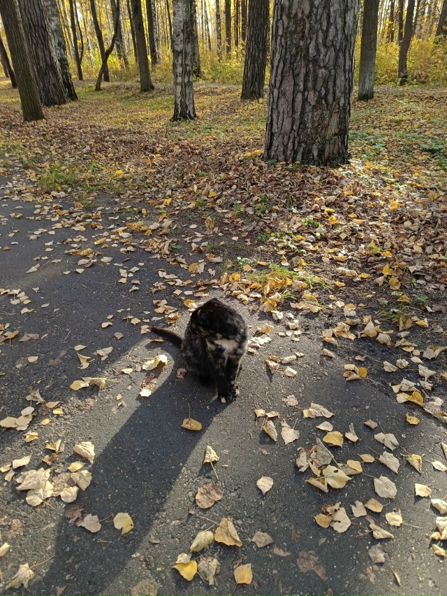 Никто кошку не терял? Гуляет в парке возле фонтана. Кош?...