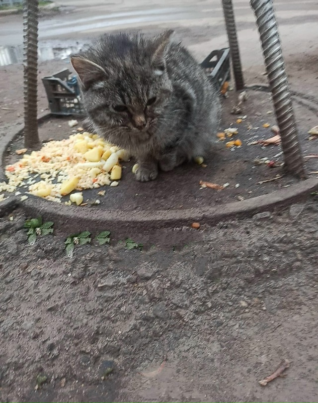 Котенок на улице умирает. Чишмы. Возьмите пожалуйста к?...