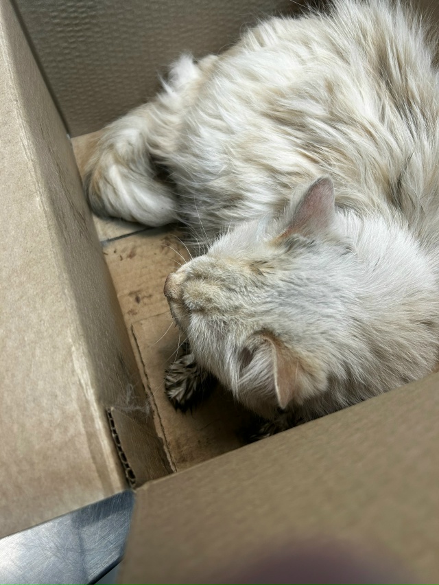 Сегодня вечером возле Олимпийской 12 найден кот, бежево...