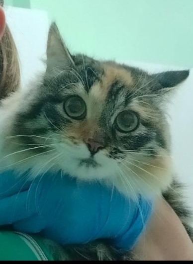 ПРОПАЛА КОШКА! Упала с балкона ул. Менделеева д. 16
Зовут...