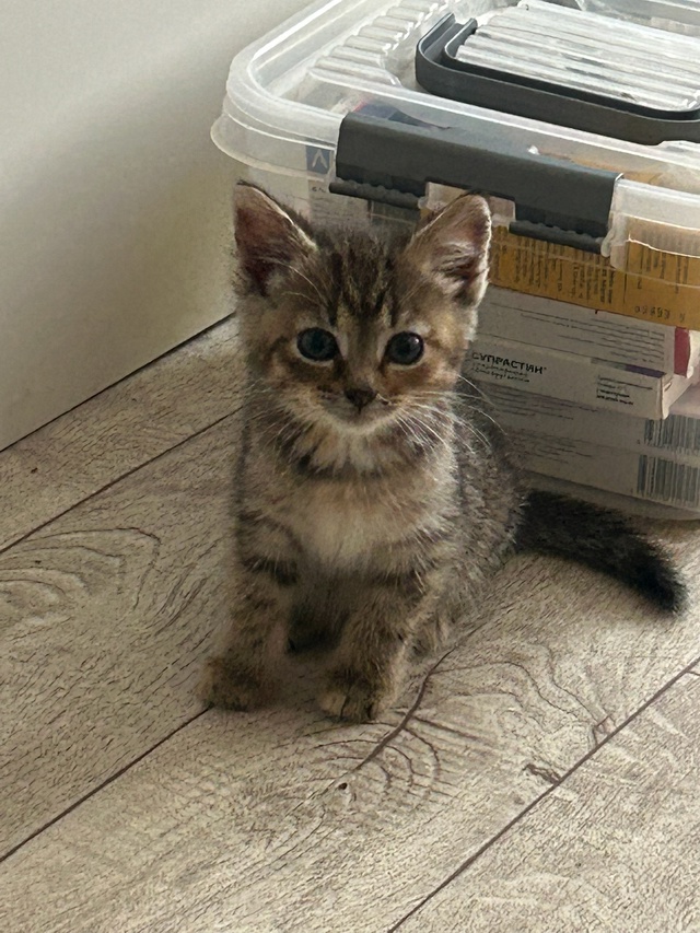 В подъезд были подкинуты две маленьких кошечки, взяли ...