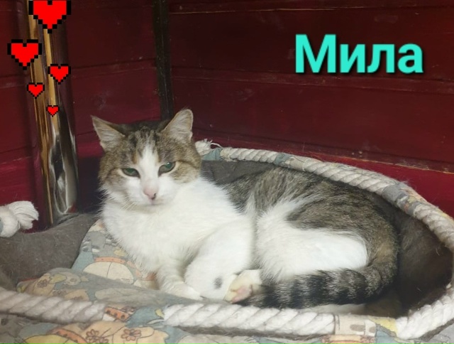 😽Кошечка МИЛА в поиске любящей семьи❣️️️ ❄️ Даже ...