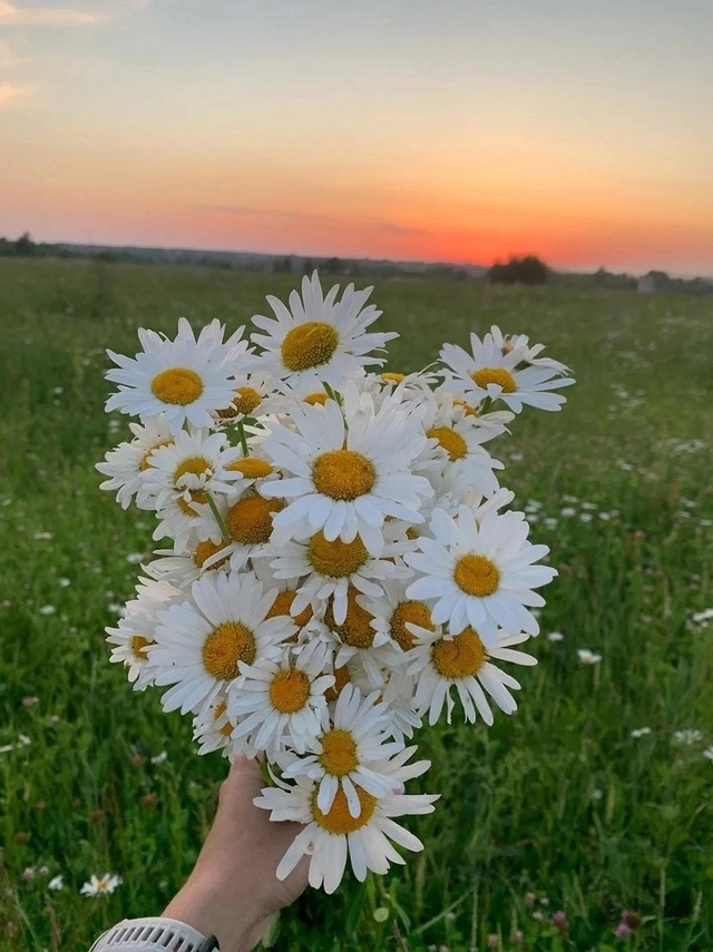 «лето — это маленькая жизнь» 🧡🌿