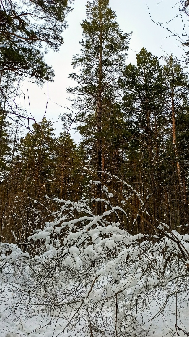 Ηoябpьcкий лec?
Жeлaющиe ужe кaтaютcя нa лыжaх ?