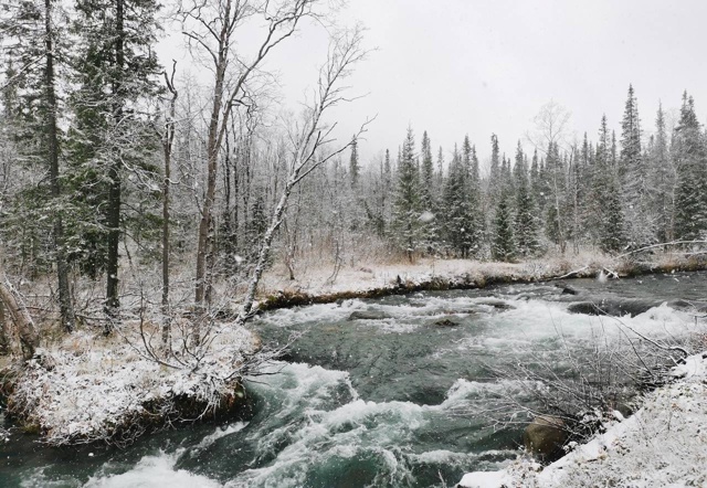 Полярно-альпийский ботанический сад укрылся снегом🌨?...