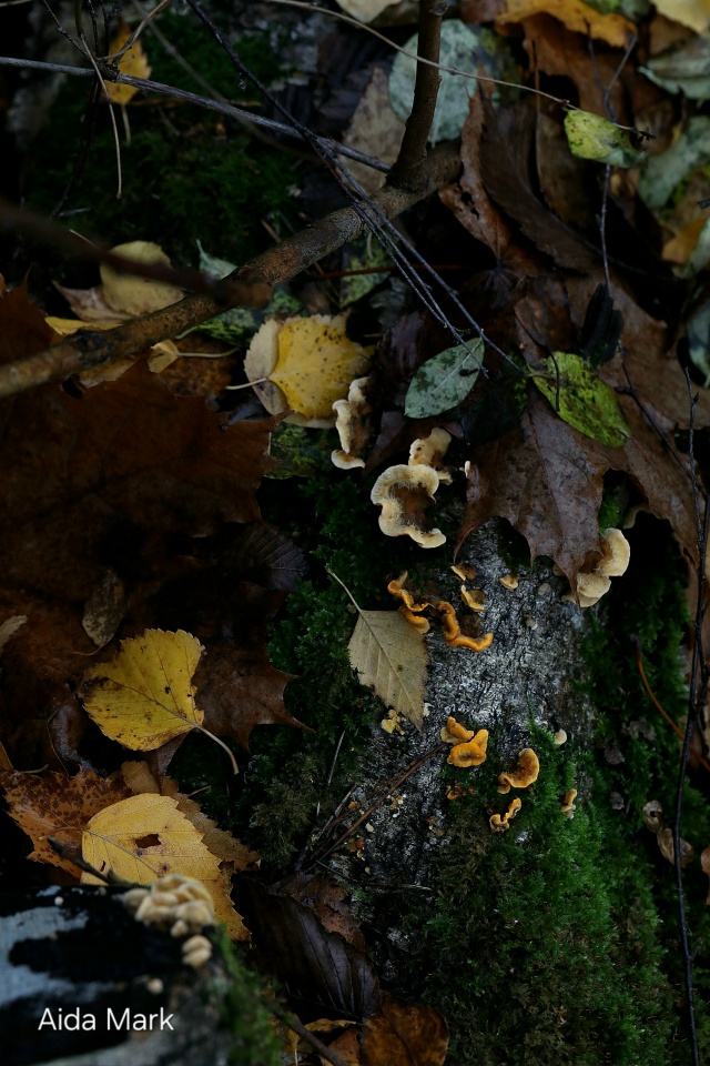 Осенняя природа в лесопарке 